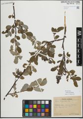 Foto von Salix myrsinifolia Salisb.